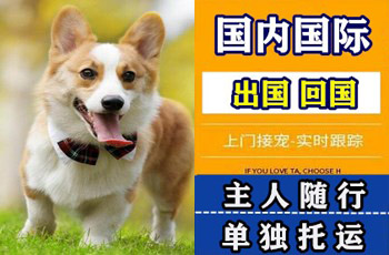 南京市宠物托运公司南京市宠物托运公司南京市宠物托运公司