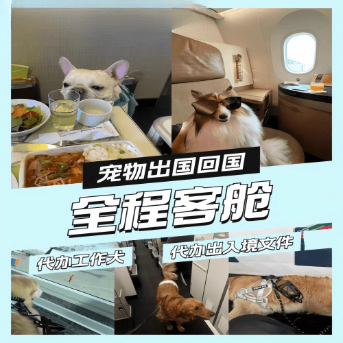 南京市宠物托运到白俄罗斯宠物入境规定和要求