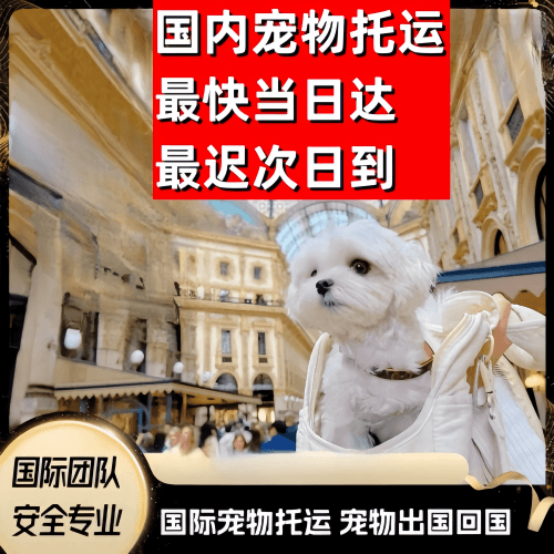南京市到澳大利亚（澳洲）宠物入境规定和要求